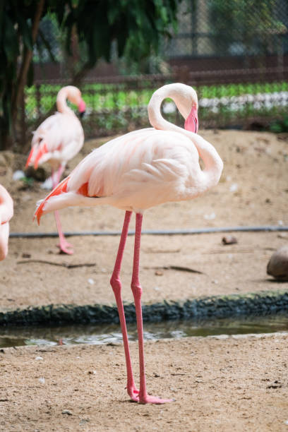 istock Flamingos stand in zoo cage 902594840