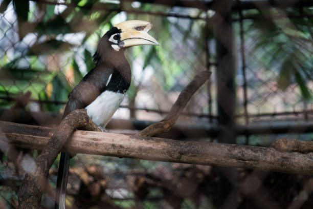 Oriental Pied Hornbill stand on a tree in zoo cage