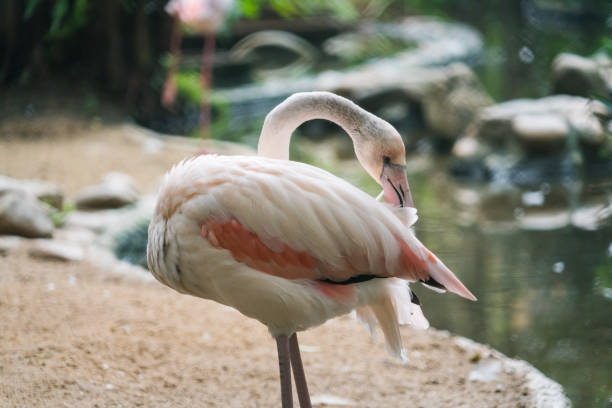 istock Flamingos stand in zoo cage 902594864