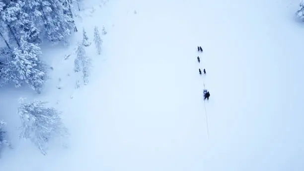 Aerial view of tourists dogsledding in the white and frozen arctic winter of Finnish Lapland. Riisitunturi, Ruka, Finland.