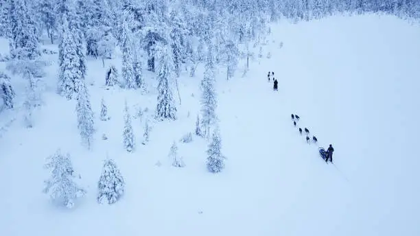 Aerial view of tourists dogsledding in the white and frozen arctic winter of Finnish Lapland. Riisitunturi, Ruka, Finland.