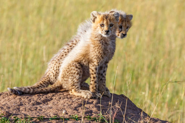 istock Cute Wild newborn Cheetah cubs on a termite mold and looking at the camera 902594986