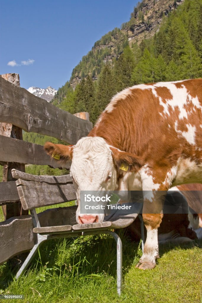 Cow on an alpine meadow Cow on an alpine meadow picks up the wooden bench set up for tired hikers Bench Stock Photo