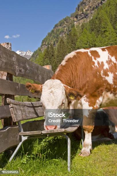 Cow On An Alpine Meadow Stock Photo - Download Image Now - Bench, Cattle, Cow