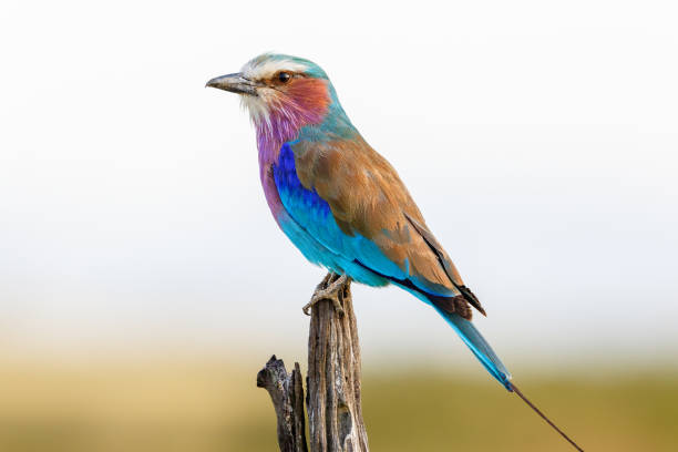 piumaggio colorato di un rullo dal petto lilla - ghiandaia marina pettolilla foto e immagini stock