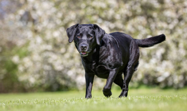 istock Dog in garden 902595104