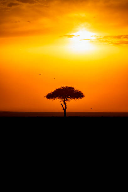 puesta de sol con un solo árbol en silueta - masai mara national reserve sunset africa horizon over land fotografías e imágenes de stock