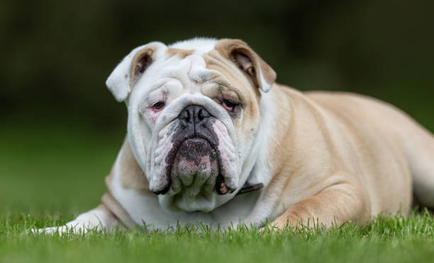 istock English bulldog 902595154