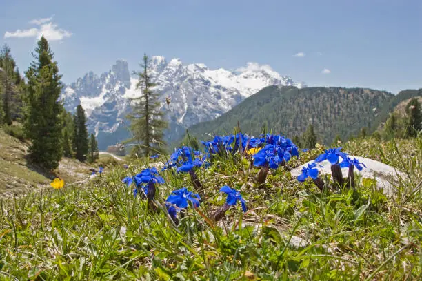 Spring gentian against the backdrop of the mighty snow-capped Cristallo group in the Dolomites