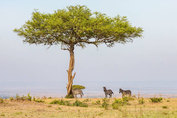 istock Zebras standing in the shade under a tree on the savannah 902595610