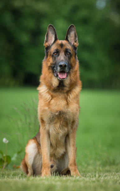 istock Dog outdoors in nature 902595804