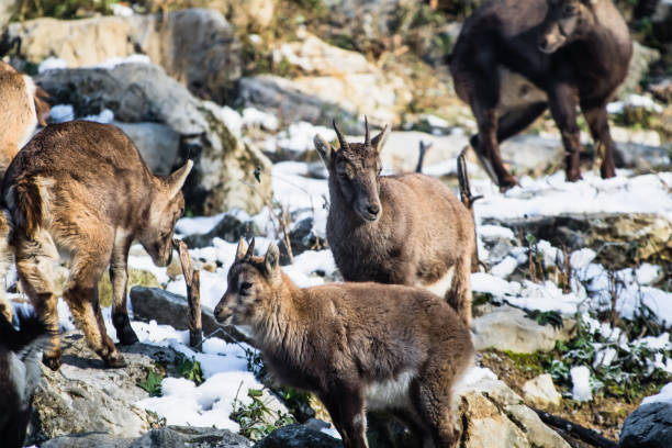 istock herd of ibex in winter season 902596010