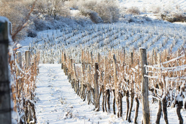 istock vineyard covered with snow in winter 902599000