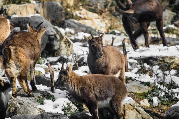 istock herd of ibex in winter season 902599406