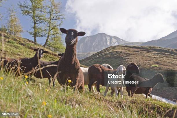 A Herd Of Black Sheep Stock Photo - Download Image Now - Agriculture, Black Color, Bleating
