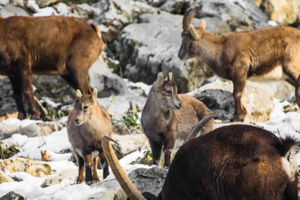 istock herd of ibex in winter season 902601778