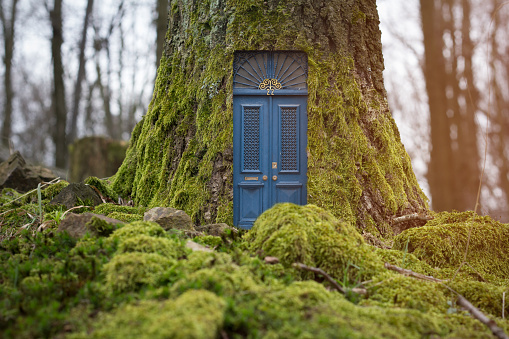 fairytale house inside forest tree