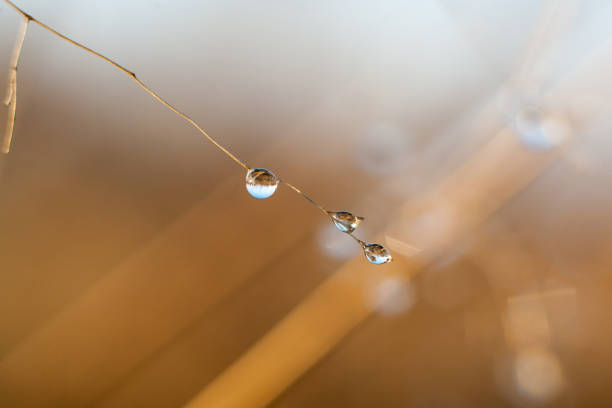 Drops of water on the dry grass stems.