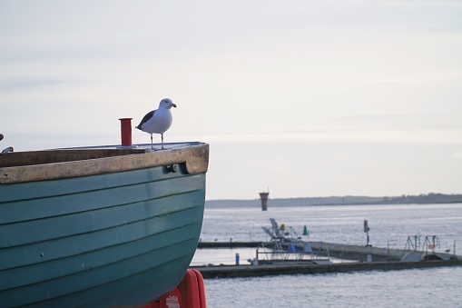 Boat in dry dock in a small harbour with a gull standing on the side. Fair weather clouds in the sky and low sun lighting