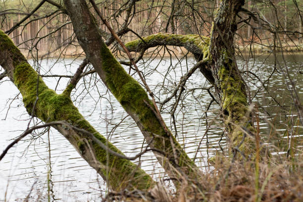 Moss on tree trunks. Forest and trees covered with moss. Forest in the winter.