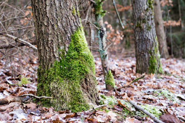 istock Moss on tree trunks. Forest and trees covered with moss. Forest in the winter. 902607216