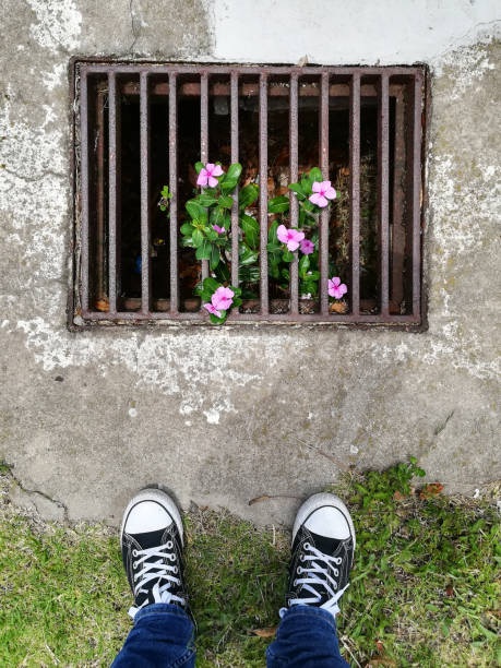 blumen wachsen aus einem drain (draufsicht). dieses bild kann verwendet werden, um die anpassung der natur darzustellen. - rusty city life metal rust stock-fotos und bilder