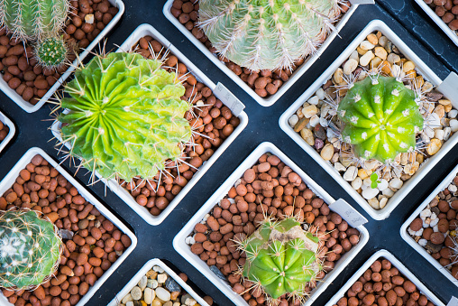 Top view pots of cactus and succulents with different type.