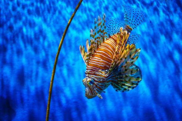 istock close up lion fish in aquarium with blue background. 902609692