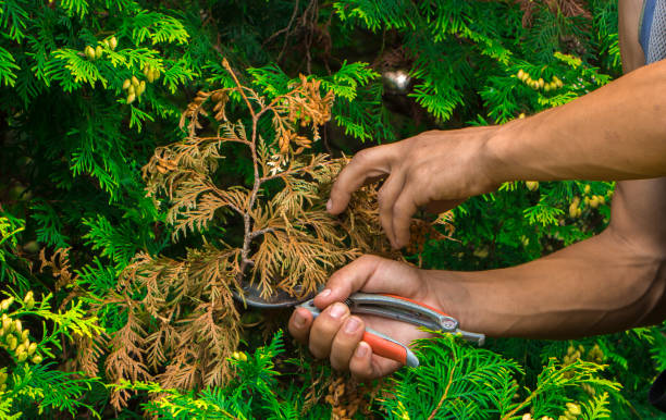 istock Pruning the garden with a gardener, removing unnecessary branches 902609942
