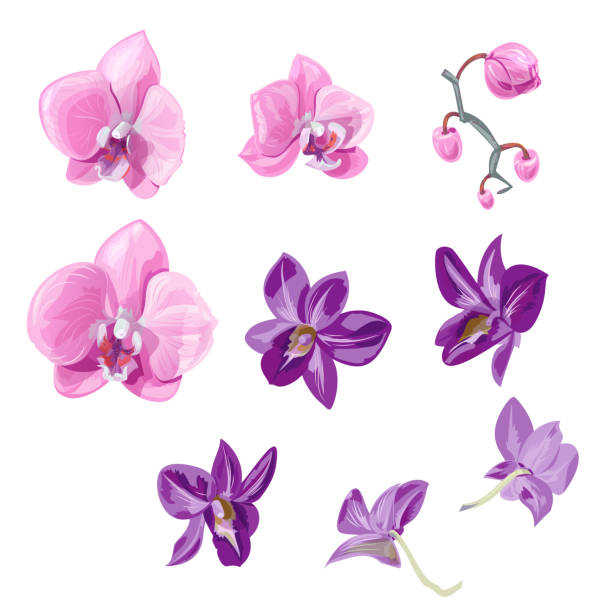 set orchidee blüht (phalaenopsis, dendrobium), rosa, lila blüten, knospen, tropischen pflanzen auf weißem hintergrund, digital zeichnen, realistische vektor botanische illustration für design - moth orchid stock-grafiken, -clipart, -cartoons und -symbole