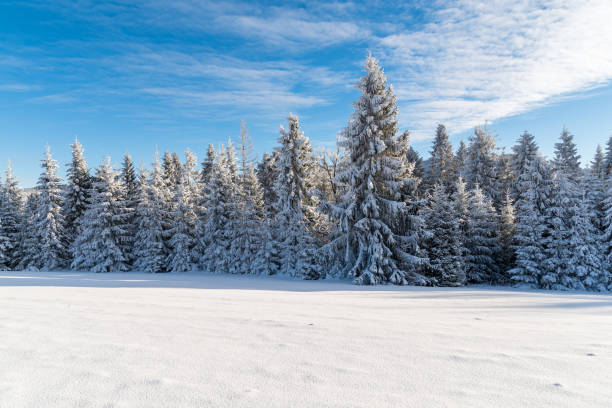 istock Winter trees in Beskid Sadecki Mountains covered with fresh snow, Poland 902610578