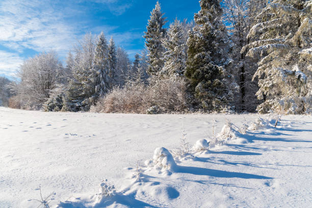 istock Winter trees in Beskid Sadecki Mountains and sunny blue sky, Poland 902610636