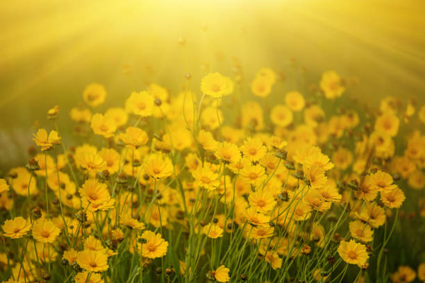 istock Rudbekia summer flowers 902613160