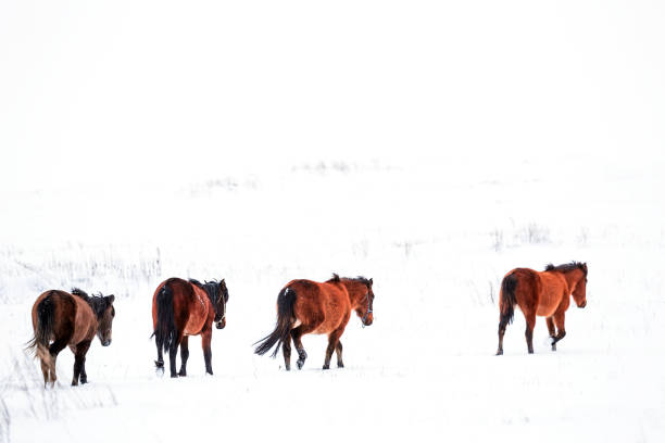 istock Wild Horses / Jades 902613198
