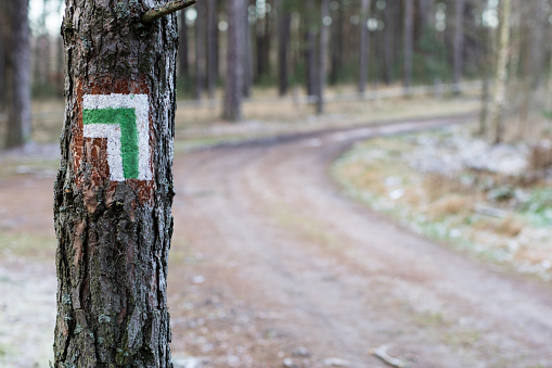 Marking of the tourist route. A tourist road sign on the bark of a pine tree. Forest in the winter.