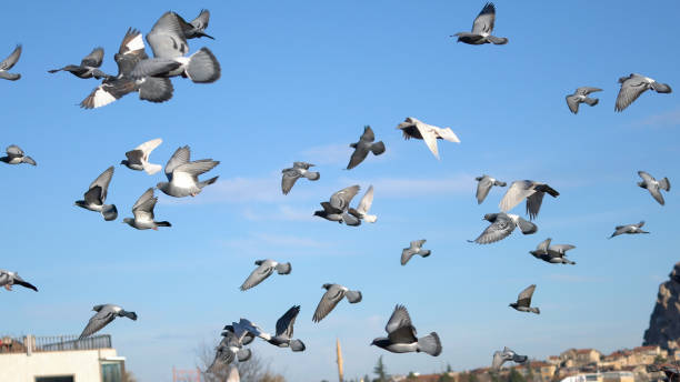 istock Flock of doves over blue sky background 902616370