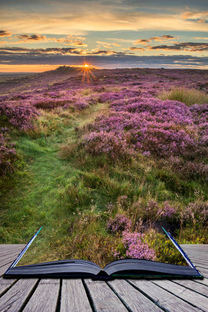 istock Stunning dawn sunrise landscape image of heather on Higger Tor in Summer in Peak District England 902616888