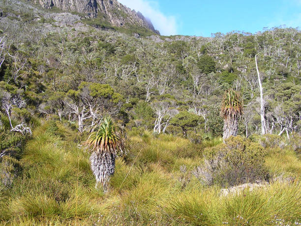 istock Cradle Mountain- National Park- Tasmania 902617460
