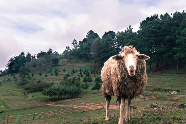 sheep within a mob in the mountain while eating grass. - new zealand forest landscape mountain imagens e fotografias de stock