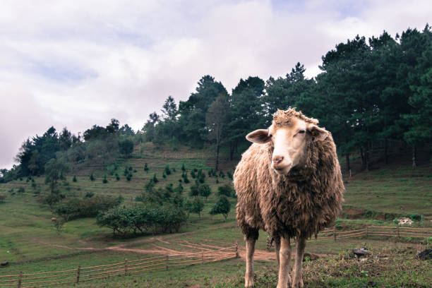 ovelhas dentro uma máfia na montanha enquanto come grama. - new zealand forest landscape mountain - fotografias e filmes do acervo