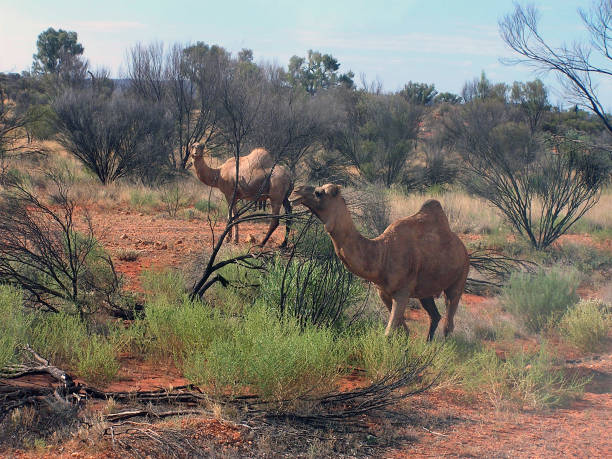 istock Australian feral camel 902620228