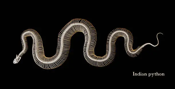 Photo of skeleton of a snake