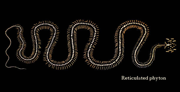 skeleton of a snake skeleton of a reticulated python on black background reticulated python stock pictures, royalty-free photos & images