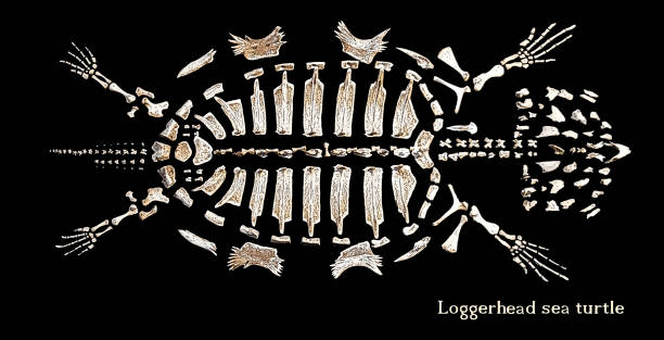 scheletro di una tartaruga - cassa toracica animale foto e immagini stock