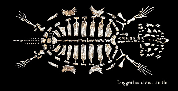 Skeleton of a loggerhead sea turtle on black background