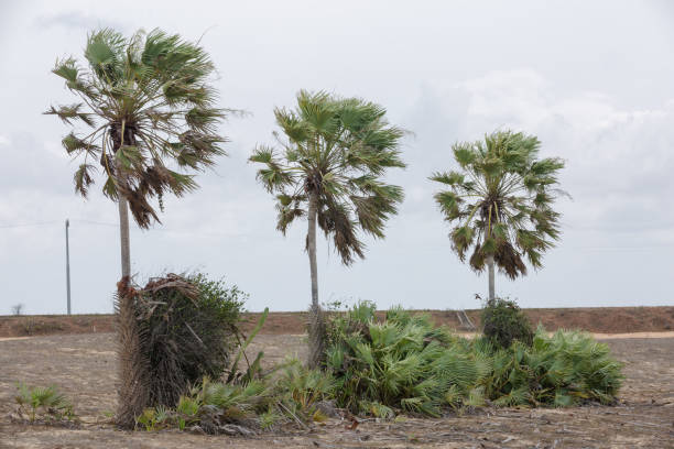 DUNES IN PIAUI, BRAZIL