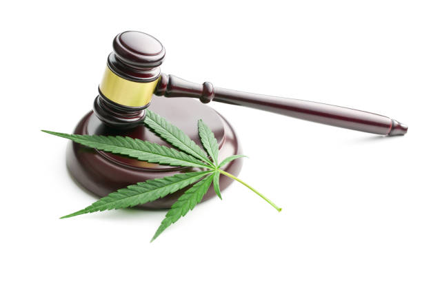 cannabis leaves the cannabis leaf and judge gavel legalization stock pictures, royalty-free photos & images