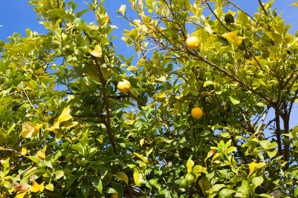 istock Lemon tree with green and yellow lemons. Asturias, Spain 902624160