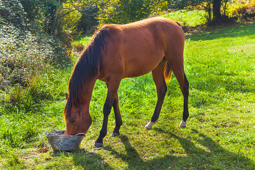 Brown horse drinking water on a bright green field on a sunny day. Asturias, Spain