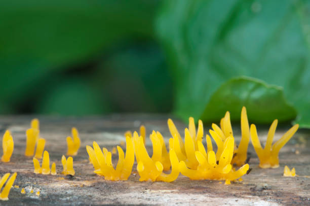 istock Calocera cornea mushrooms on a dead wood 902624630